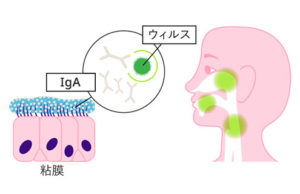 大塚製薬B240 乳酸菌の作用より