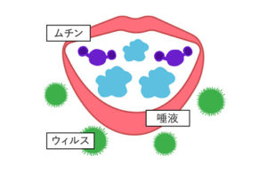 大塚製薬B240 乳酸菌の作用より